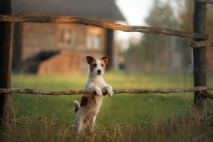 Dog Jack Russell Terrier in the village is front paws on the old fence