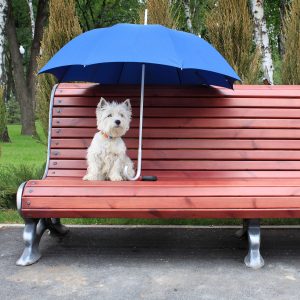 west highland white terrier westie dog female on a wooden bench in park under the blue umbrella