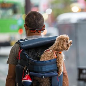 Dog Lookin Out of Backpack