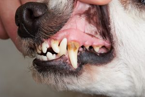 Dirty Dog Teeth