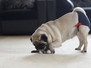 Funny pug dog wearing panties plays with a plush toy mouse