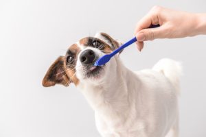 Owner cleaning teeth of cute dog with brush on light background