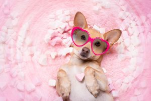 chihuahua dog looking and staring at you ,while lying bed full with marshmallows in love, for valentines or wedding pink rose in mouth