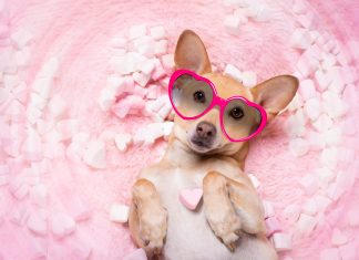 chihuahua dog looking and staring at you ,while lying bed full with marshmallows in love, for valentines or wedding pink rose in mouth