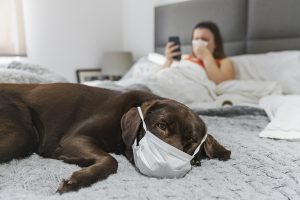 Shot of a dog on the bed with a mask on. Owner is behind with the flu