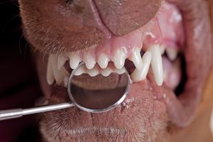inspecting dog teeh with dental mirror