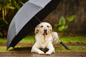 Labrador retriever in rain is waiting under umbrella.