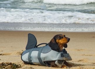 Best Dog Shark Life Jacket