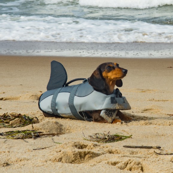 Dog Life Vest Shark Fin – Best Items in 2020 | Dogsrecommend