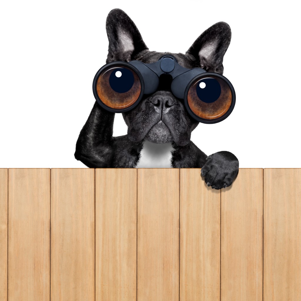 10 Best Long Range Wireless Dog Fence of 2020