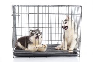 Cute siberian husky puppies in the cage on white background,isolated