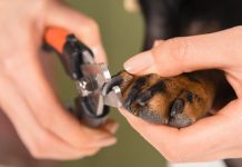 veterinarian is trimming nails dog, close-up