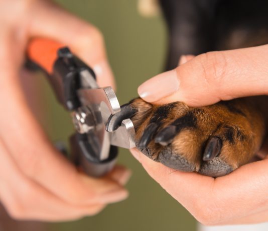 veterinarian is trimming nails dog, close-up
