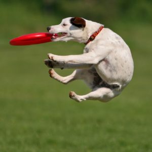Dog Catching The Frisbee