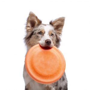 Dog Holding The Frisbee in His Teeth