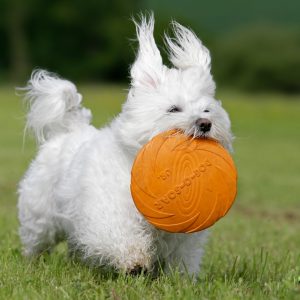 Dog Running With Frisbee in His Teeth