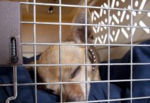A Chihuahua sleeping inside a plastic crate