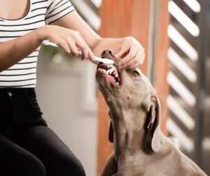 woman cleans her dog's teeth with a brush
