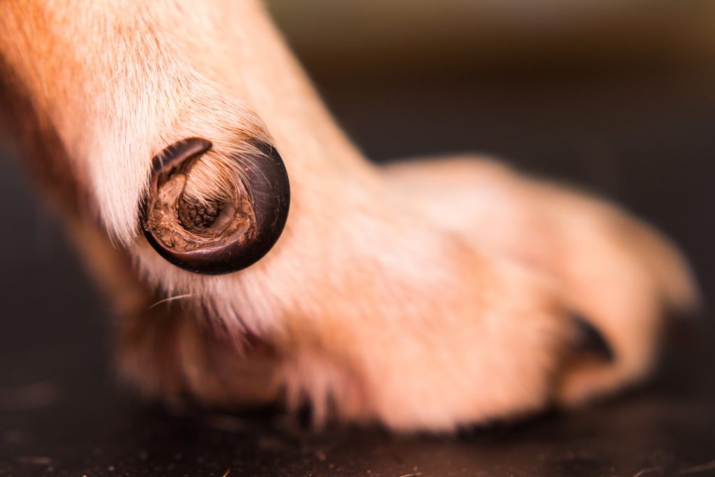 Top Guide How to Trim Your Dog's Nails