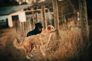 two dogs stand near the fence