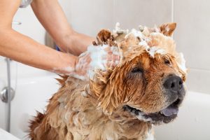 Bubble Bath to a lovely dog chow chow