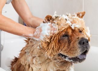 Bubble Bath to a lovely dog chow chow
