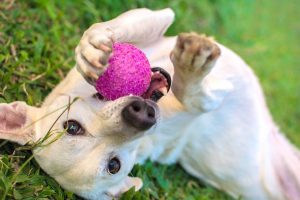 White dog plays with a pink rubber ball on the grass