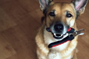 Brown dog holds nail clippers in the mouth