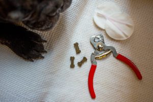 tools for trimming dog nails