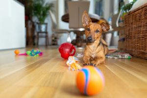 Dachshund dog playing with dog toys and ball indoors