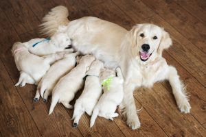 White retriever dog feeds her puppies