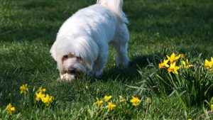 small dog on green grass field