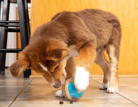 Dog Toy Balls in (January 2021 Review) | Dogsrecommend