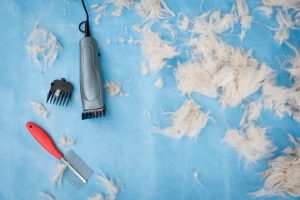 Dog fur cutting tools on the blue surface