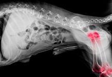 X-ray film of dog lateral view with red highlight in hip and knee joint pain areas or joint dysplasia dog