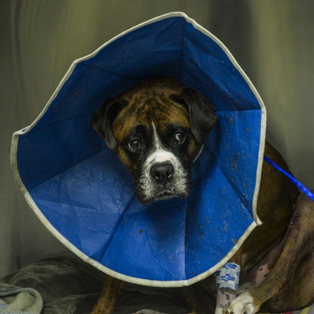 The 10 Best Dog Cone of 2020