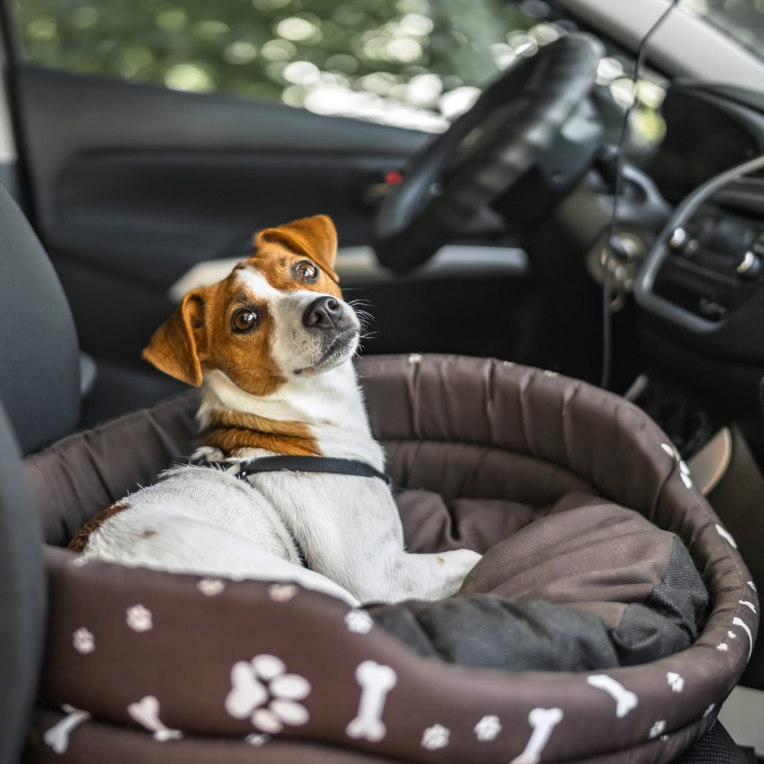 elevated dog car seat for large dogs