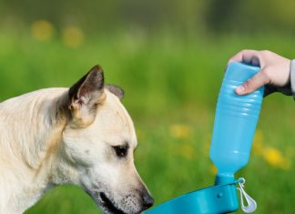 Best Dog Water Bottle