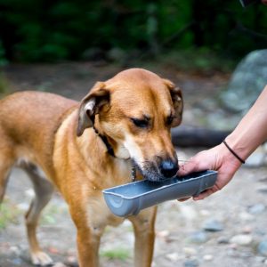 Best Water Bottle For Dogs