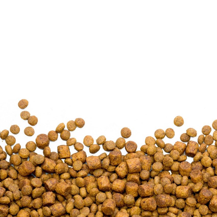 10 Best Weight Loss Dog Food Of 2020 Dogsrecommend