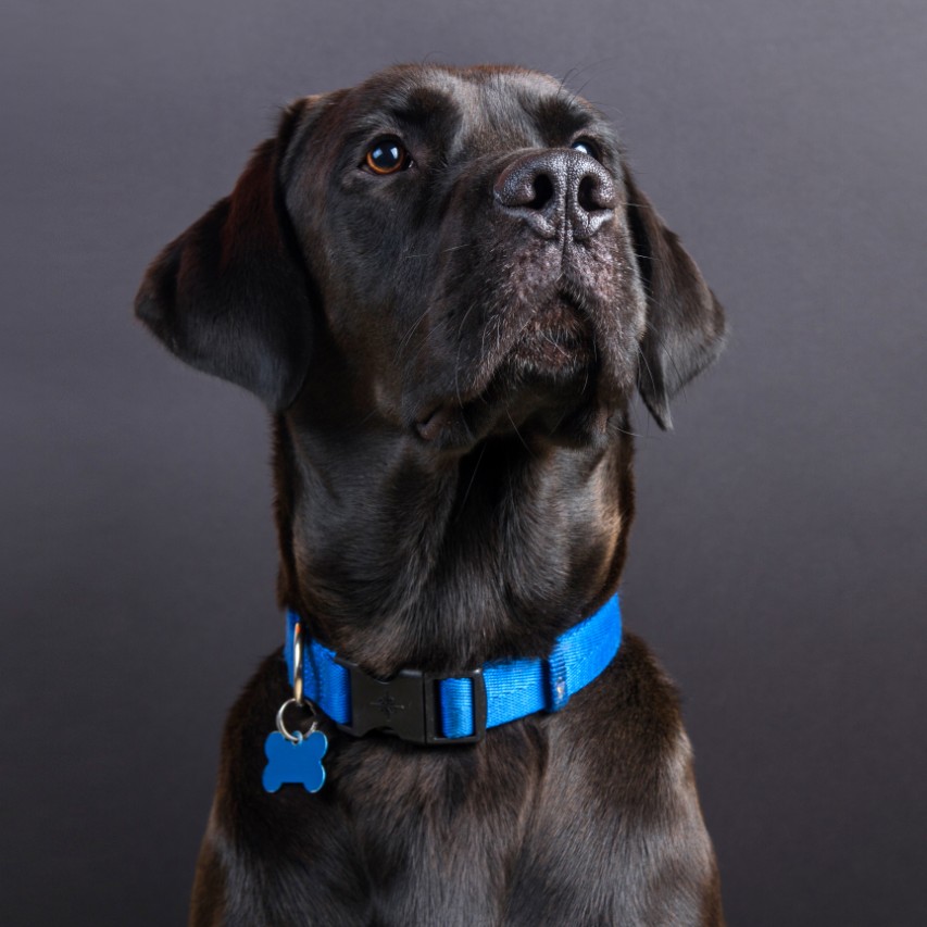 10 Best Dog Collars of 2020 (Review) | Dogsrecommend