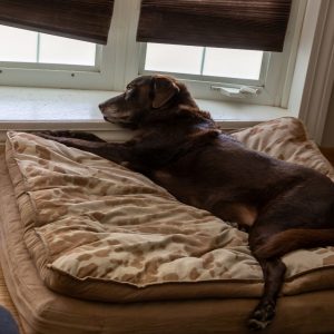Can I Make My Dog’s Memory Foam Bed More Comfortable?