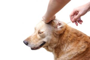 Should I Clean the Dog's Ears Every Day?