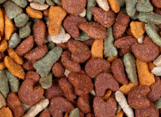 Close Up of Dog Food
