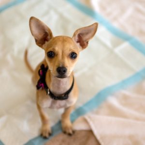 Close Up of Dog Sitting on Whelping Pad