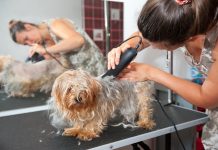 Female groomer haircut Yorkshire Terrier