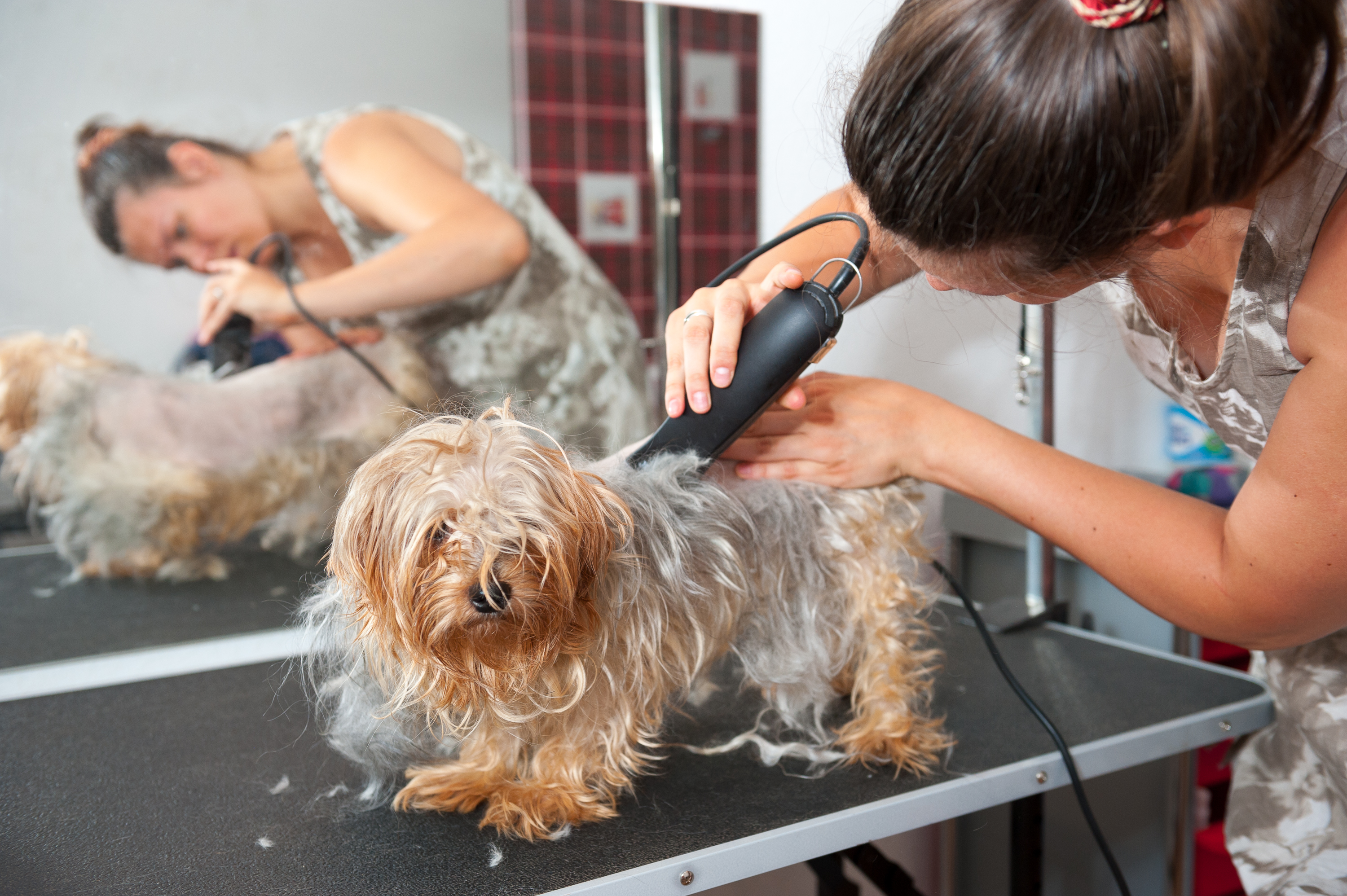 best hair clippers for matted dogs
