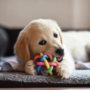 Dog Chewing Toy