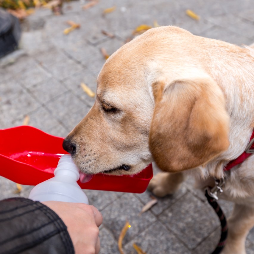 The 10 Best Water Bottle of 2020 Review