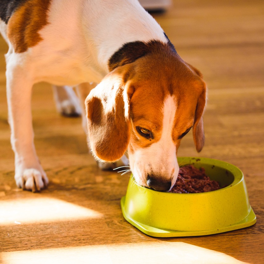 10 Best Weight Loss Dog Food of 2020